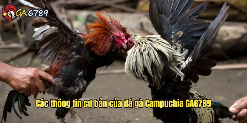 Các thông tin cơ bản của đá gà Campuchia GA6789 da-ga-campuchia-ga6789-gioi-thieu