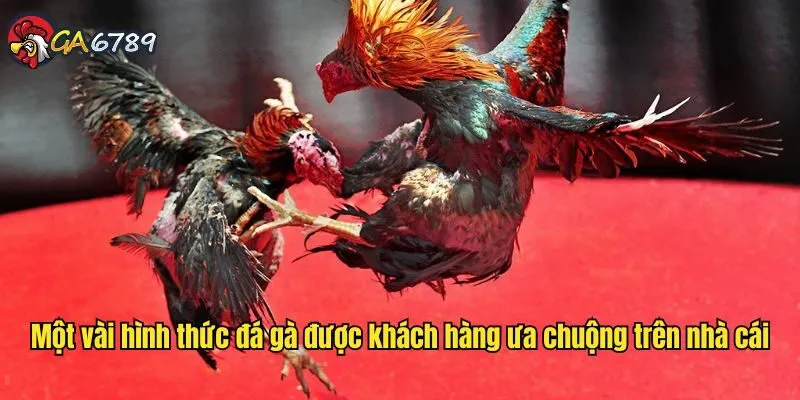 Một vài hình thức đá gà được khách hàng ưa chuộng trên nhà cái da-ga-campuchia-ga6789-hinh-thuc