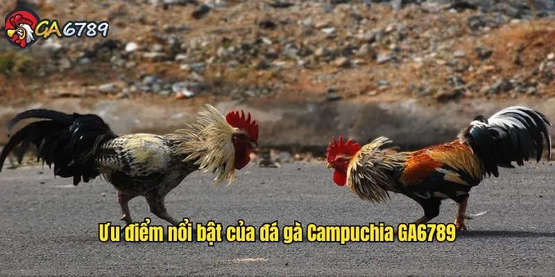 Ưu điểm nổi bật của đá gà Campuchia GA6789 da-ga-campuchia-ga6789-uu-diem